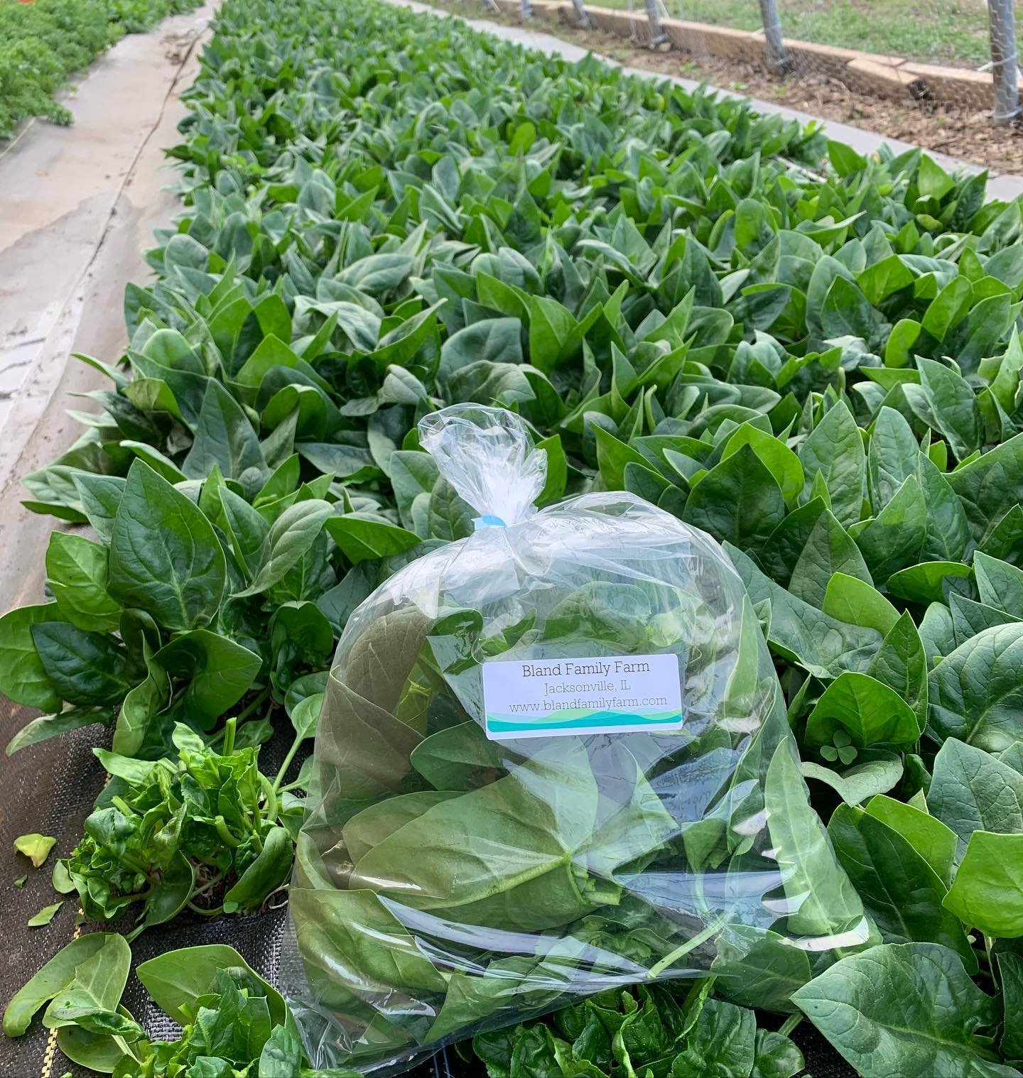 168291005_1344344029274094_3353325457532252553_n Freshly harvested leafy greens from Bland Family Farm in Jacksonville, IL, with a clear plastic bag showcasing the farm's branding in the foreground, surrounded by lush green plants in a well-maintained field.