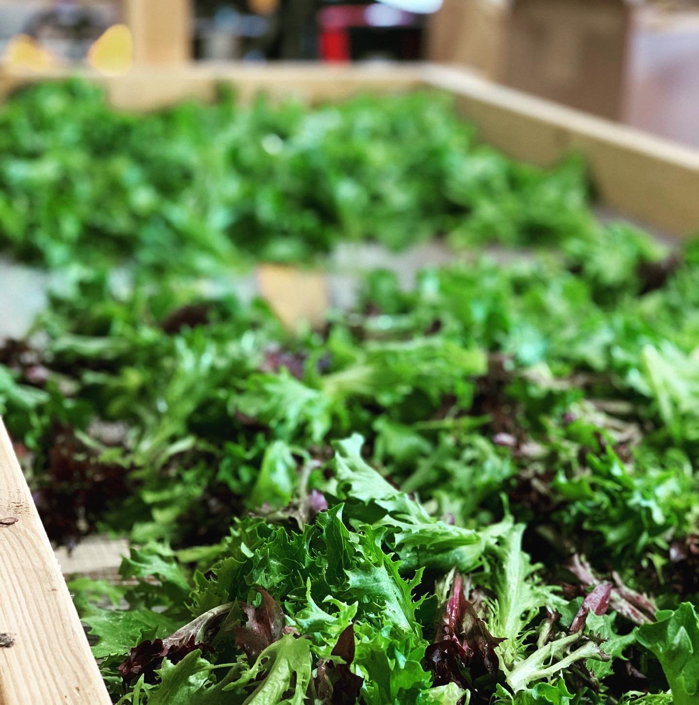Freshly harvested mixed greens displayed in a wooden crate, showcasing vibrant green and red lettuce varieties. Ideal for salads and healthy meals, these organic greens highlight farm-to-table produce.