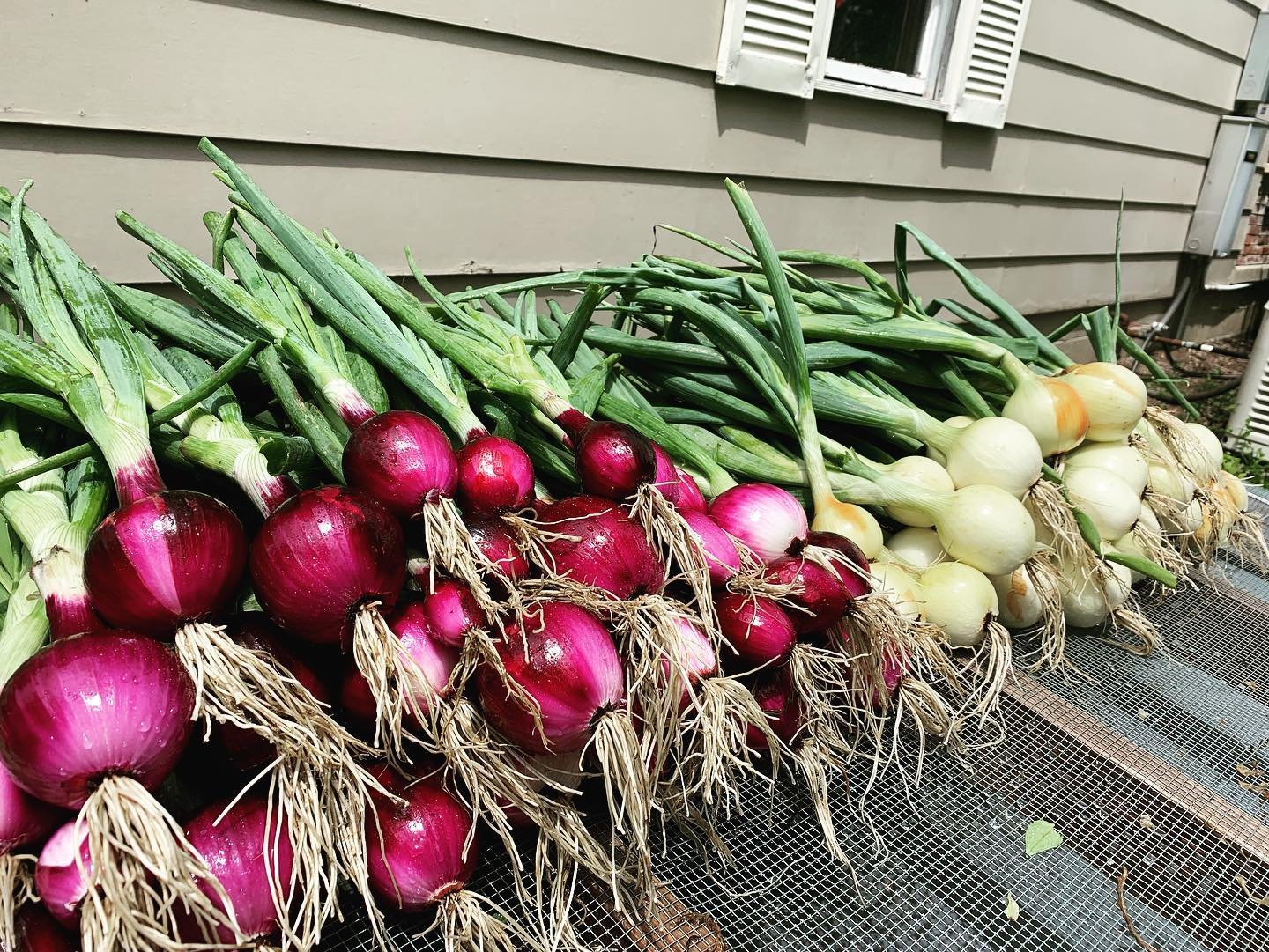 290635917_1656717978036696_8219348960052093228_n Freshly harvested red and white onions with green tops, displayed on a mesh surface in a backyard setting. The vibrant colors and healthy roots indicate quality produce ready for cooking or market sale.