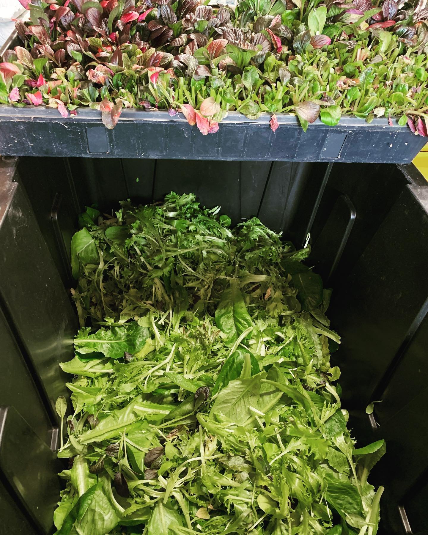 328998161_896891238238423_6258297379604064124_n Freshly harvested greens in a compost bin, with vibrant seedlings of various leafy vegetables on top.