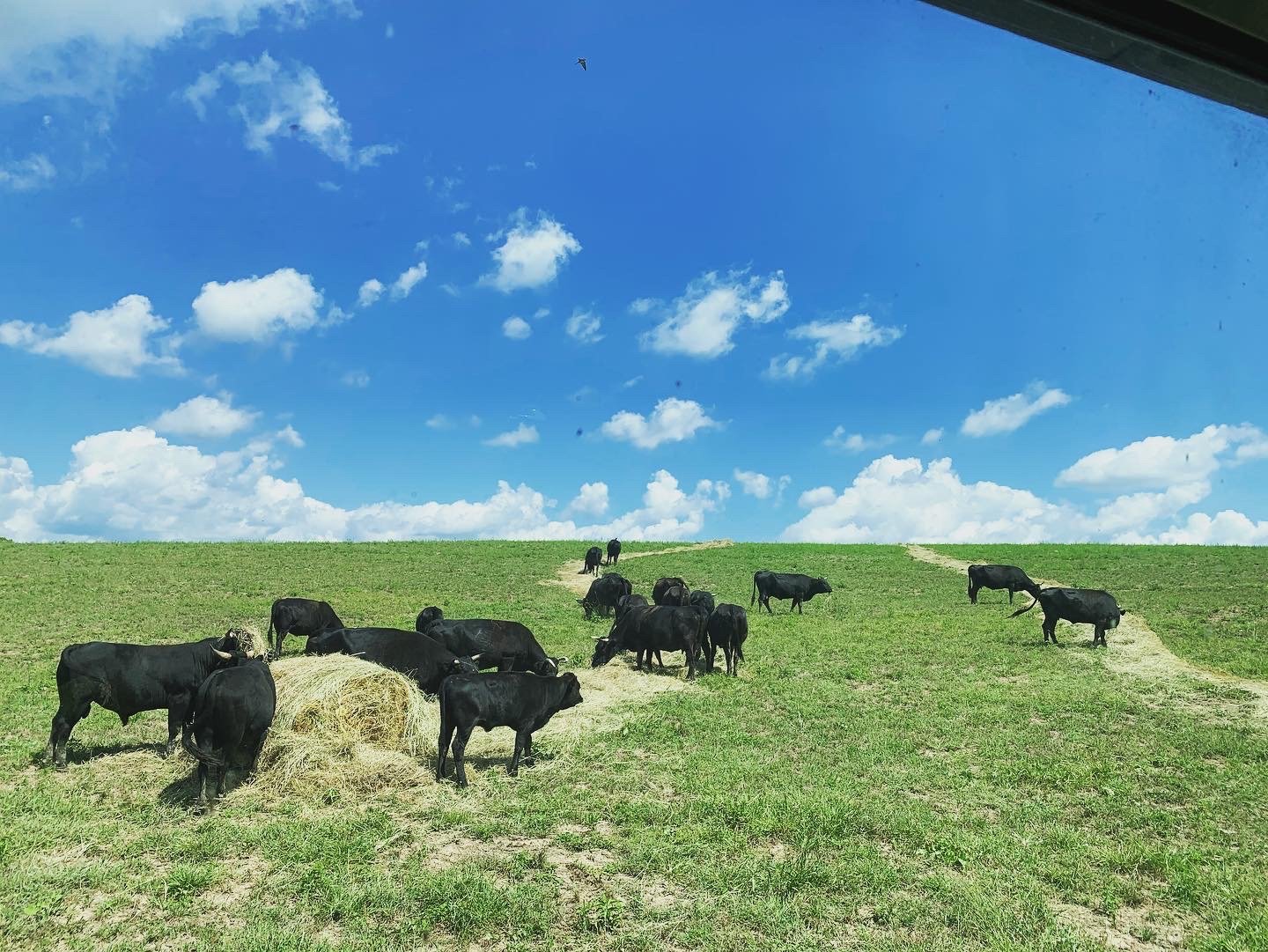 A herd of black cows grazing on a lush green pasture under a bright blue sky with fluffy white clouds, with some cows gathered around a round hay bale.
