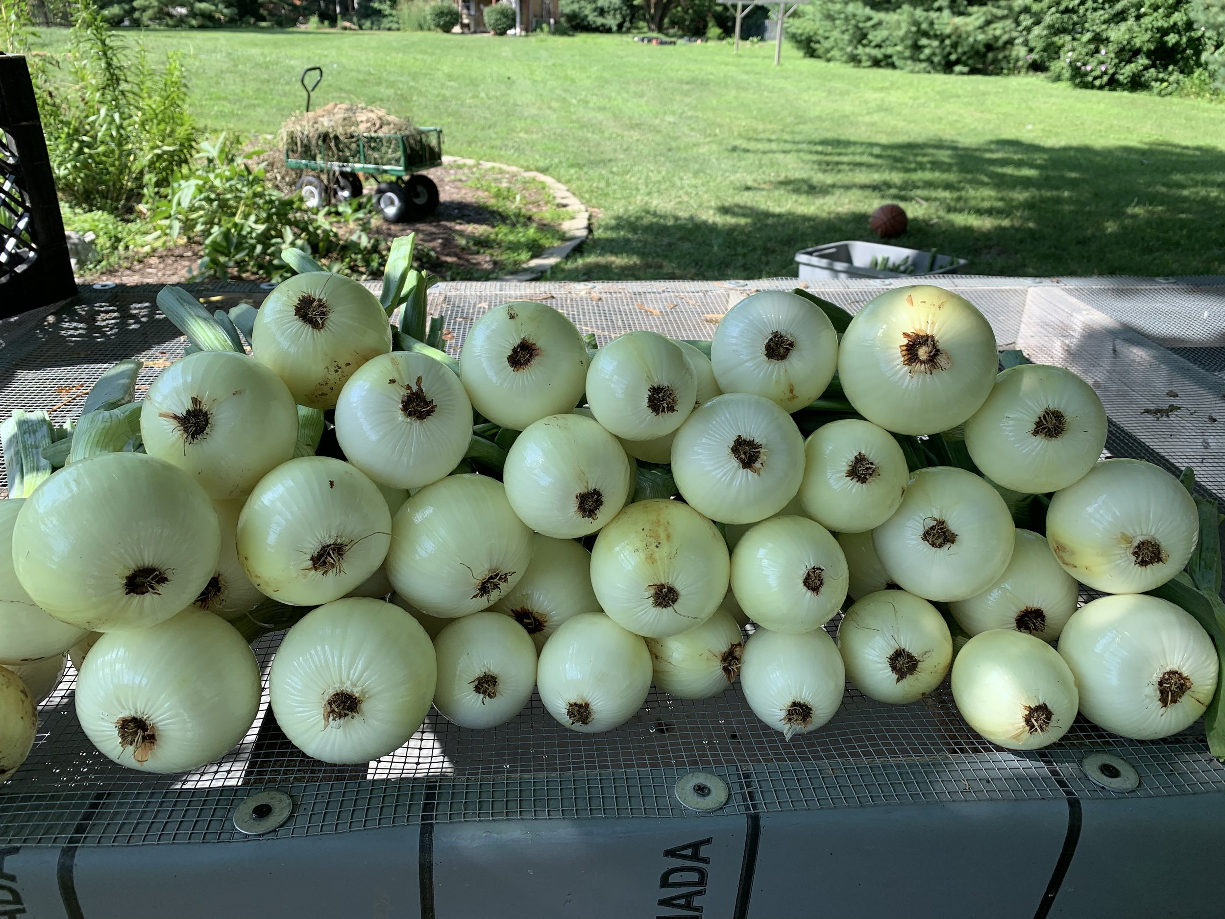 Bland+Family+Farm+Illinois+-+1B7F9059-DF6B-417F-9127-09AB451584DD Freshly harvested white onions arranged on a table, showcasing their smooth skin and green tops, with a garden background featuring a wheelbarrow and lush grass. Ideal for culinary use and gardening enthusiasts.