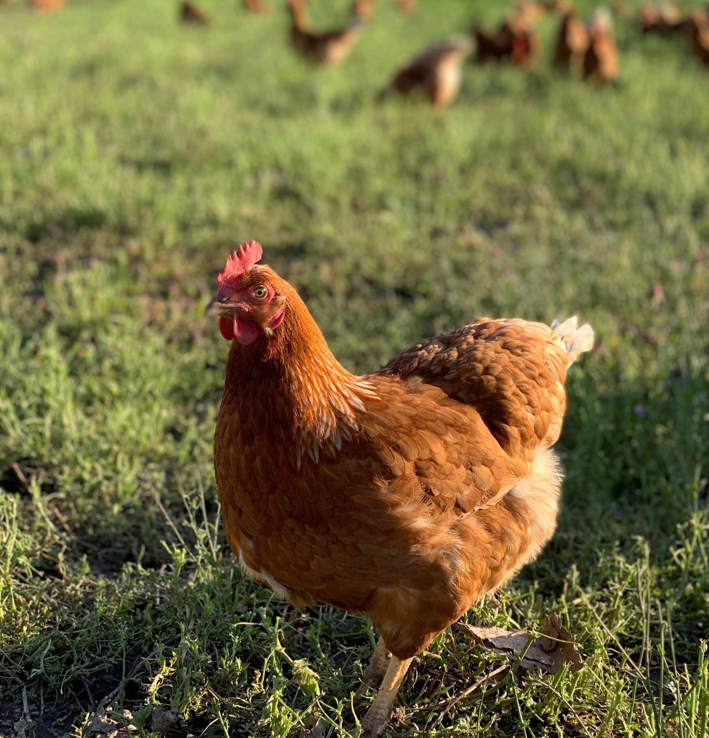 Close-up of a brown chicken walking on green grass, with a blurred background of other chickens in a free-range farm setting, showcasing natural poultry farming.