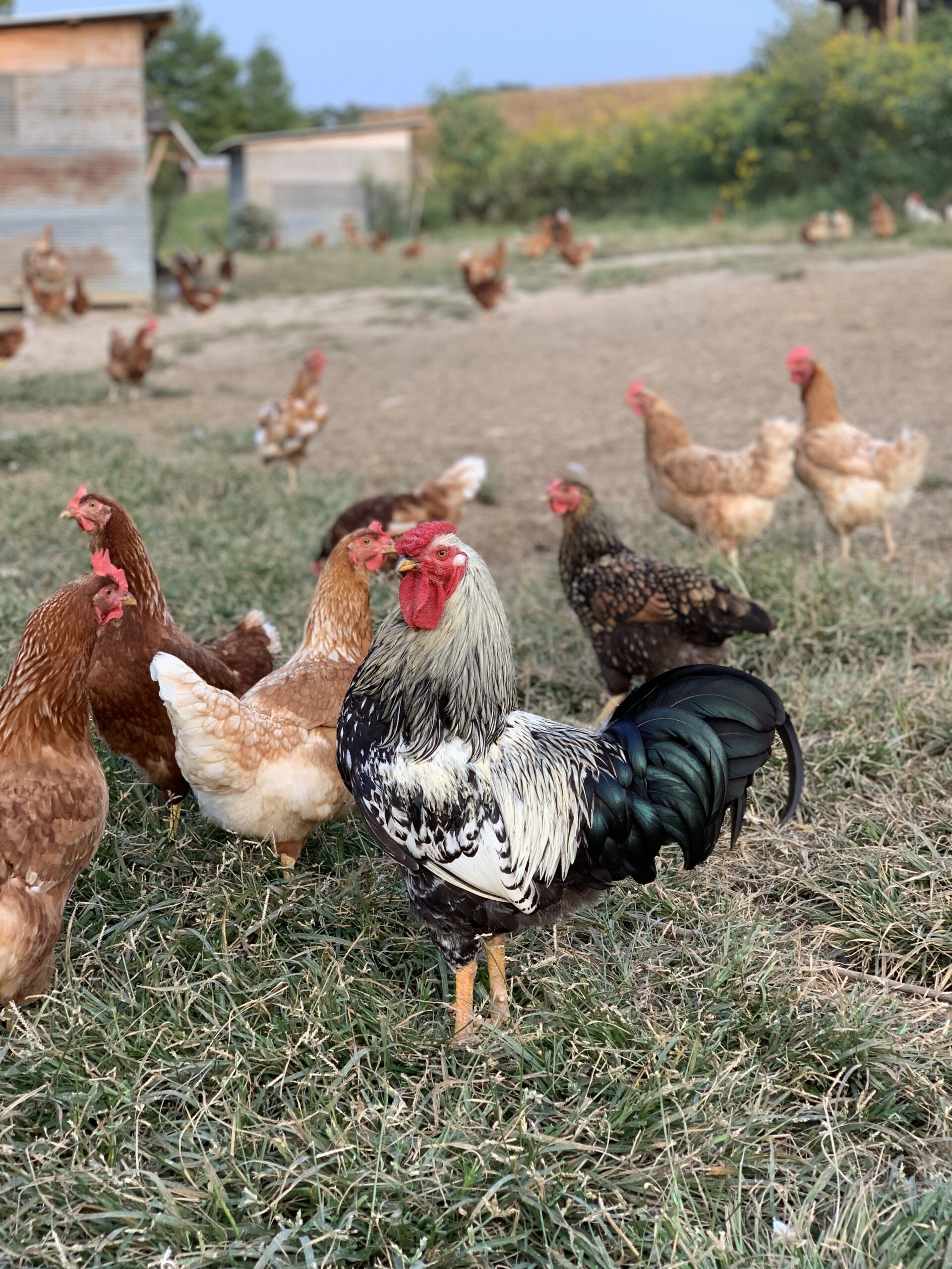 A proud rooster stands in the foreground surrounded by a flock of hens in a free-range farm setting. The scene captures the natural habitat with wooden coops in the background and lush green grass, highlighting sustainable poultry farming practices.