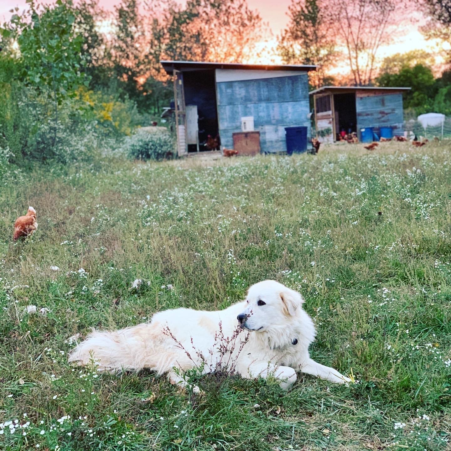 A white dog lying in a grassy field with wildflowers, overlooking a farm with chickens and rustic buildings during sunset.