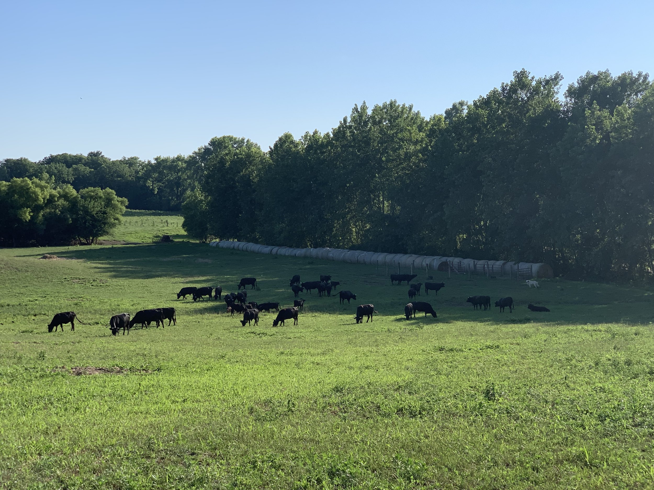 A herd of black cattle grazing in a lush green pasture surrounded by trees and hay bales under a clear blue sky.