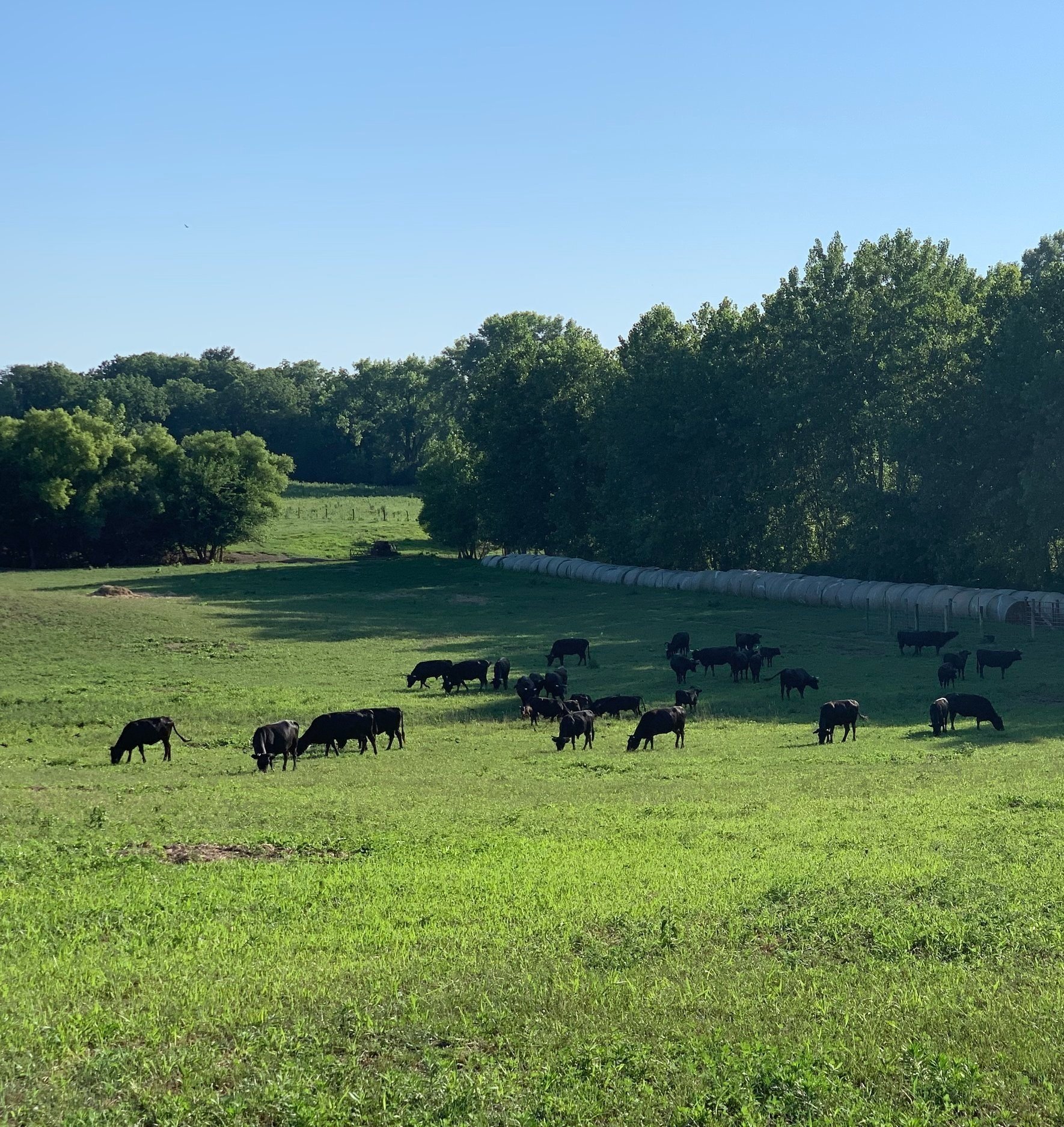 Black cows grazing on a lush green pasture with trees and hay bales in the background under a clear blue sky.
