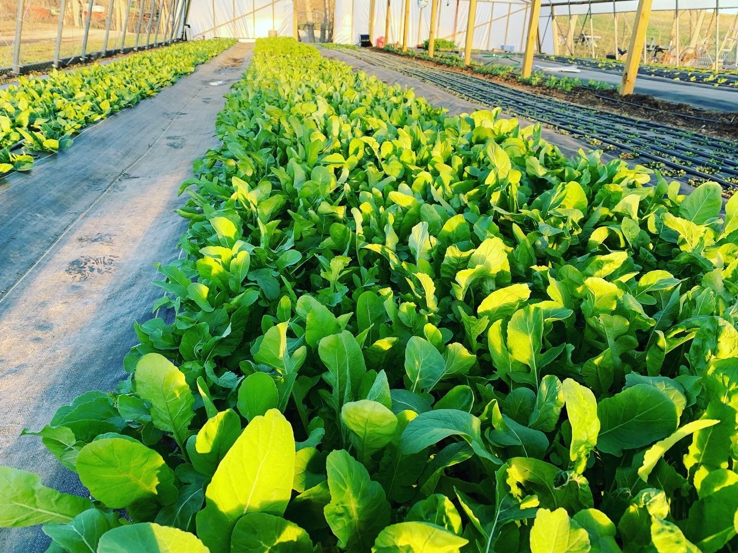 Bland+Family+Farm+Illinois+-+E6DBC8D6-D160-4063-A37D-57EC5190297F Lush green leafy vegetables growing in rows inside a greenhouse, showcasing healthy plants and a well-maintained agricultural environment.