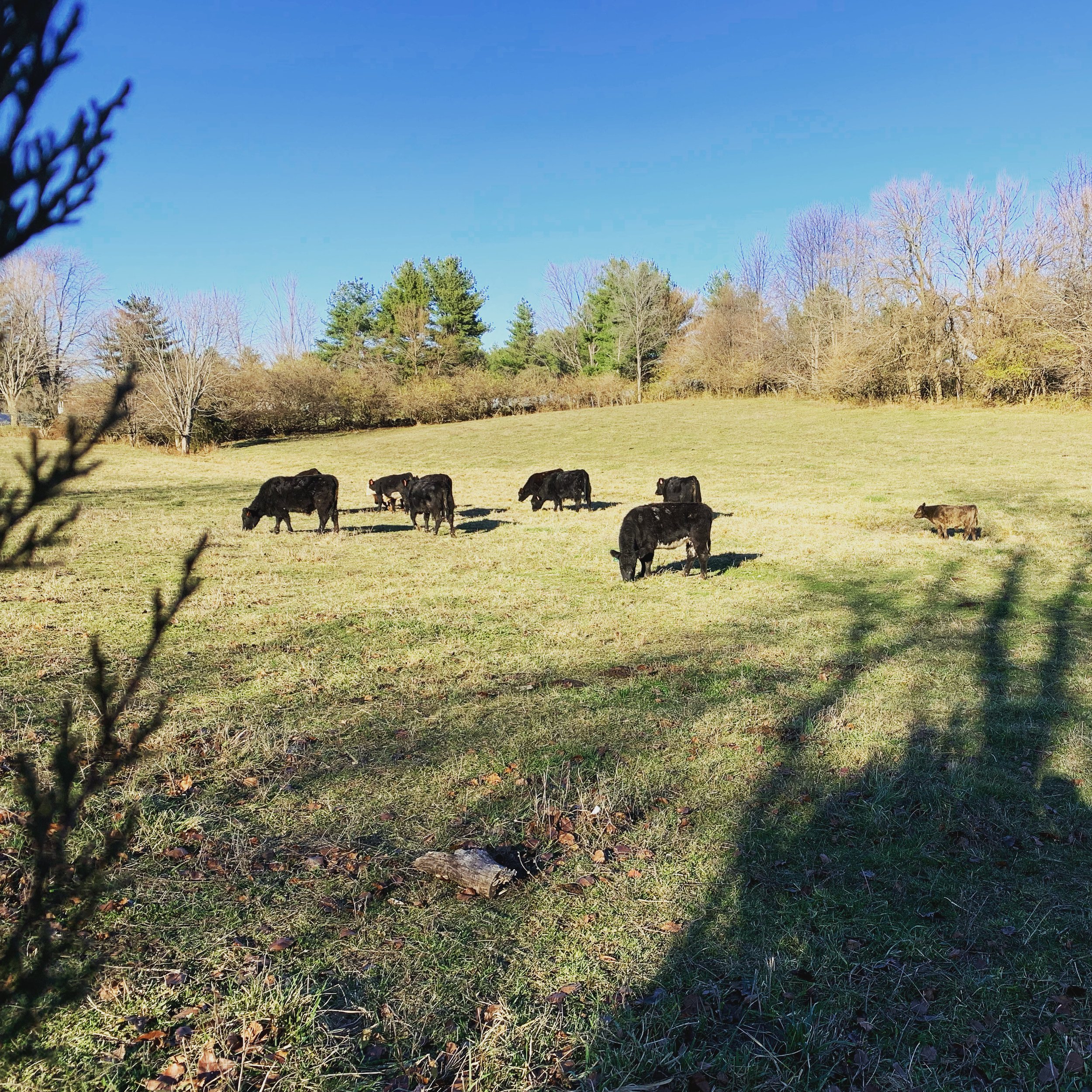Black cows grazing in a sunny pasture surrounded by trees and blue sky, showcasing a peaceful rural landscape.